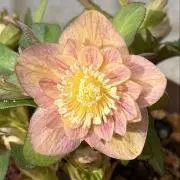 クリスマスローズ 吉田園芸ピエラセミダブル 未株分け - メルカリ