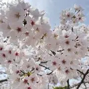 koronの画像
