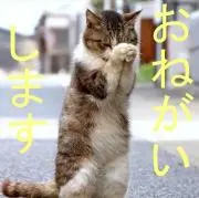 EARLY BIRDの画像