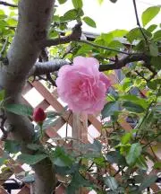 MIKIの画像