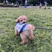 トイの画像