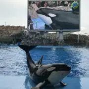 Ａ★の画像