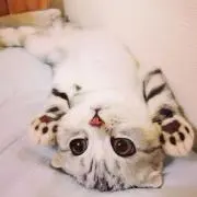 ぴろりん