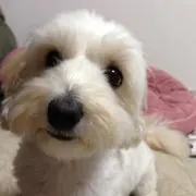チコちゃん