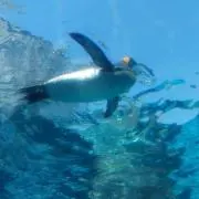 らむの画像
