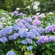 kk53の画像