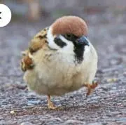 キタジマの画像