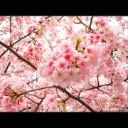 さくら