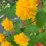 かおり