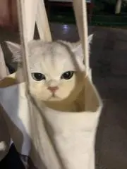 mimiの画像