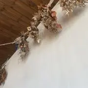かわうその画像
