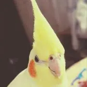 Kisaraの画像