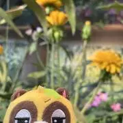 もちこの画像