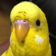 もやし