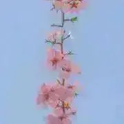 まめきちの画像