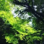 金柑の画像