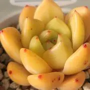 ひろの画像