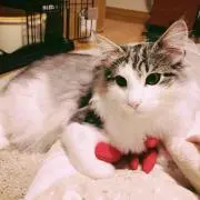 たまこ
