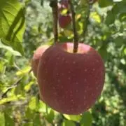 りょーの画像