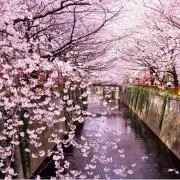 sakurasaku