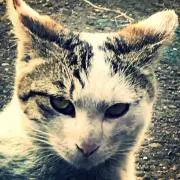 46猫