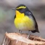 あるえっとの画像