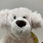 くまの画像
