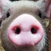 CHACHAの画像