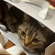 こますけ