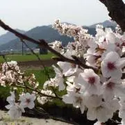 かずきん