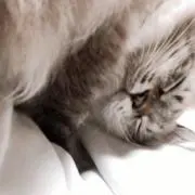 わたしゃんの画像