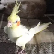 やまちゃん