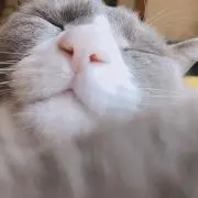 ぽんず