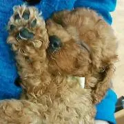 ダウニー☀　プロフ必読の画像