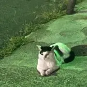 Miuraの画像