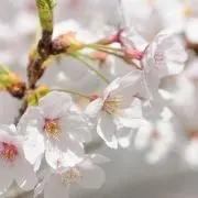 Harukaze