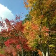 おまんじゅうの画像