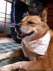ぼぼのすけの画像