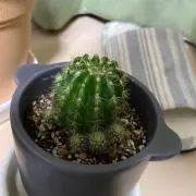 az