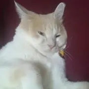 とわ