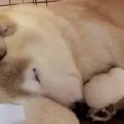 きなこの画像