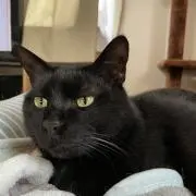 クロネコまろの画像