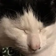 だいふくの画像
