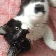アリア(猫&犬多頭飼い)の画像