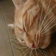 miaの画像