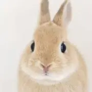 ムギ