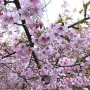 はなちゃんの画像