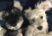 シュナウザー