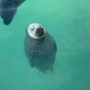 Piナッツ