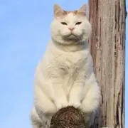KEN